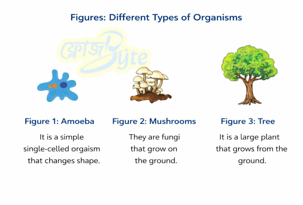 জীবনপাঠ নোট জীববিজ্ঞান প্রথম অধ্যায় উদ্দিপক ২